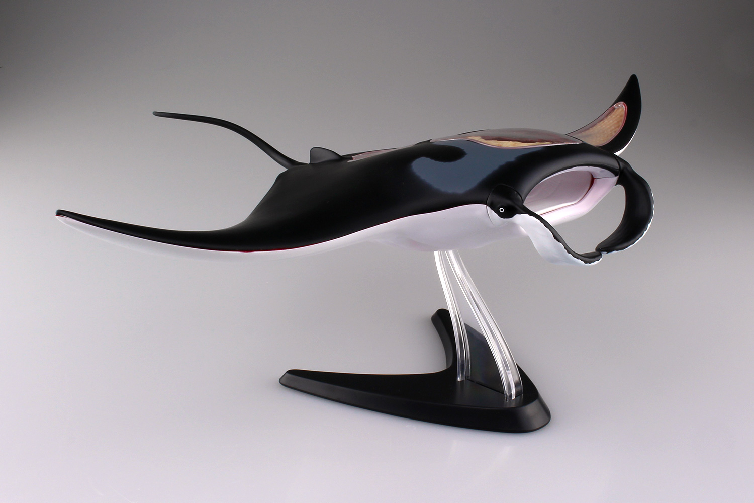 4d Vision 動物解剖モデル マンタ解剖モデル 株式会社 青島文化教材社