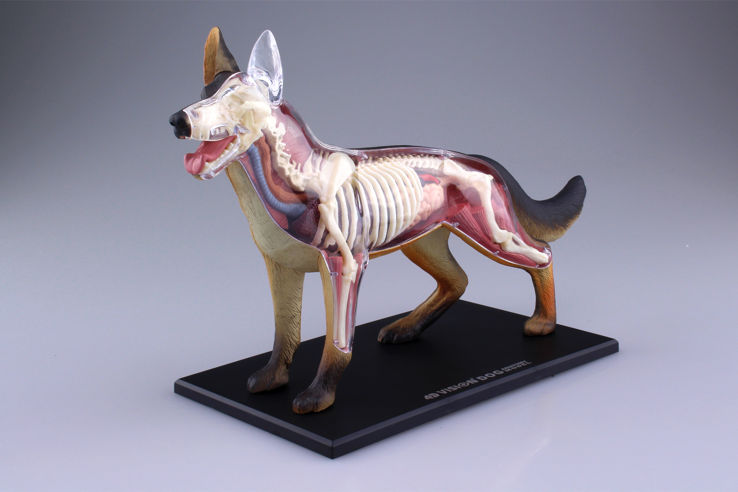 7239円 【在庫有】 4D犬の解剖学モデル 動物構成学習教育玩具 教育訓練補助のためのパズル組み立て玩具