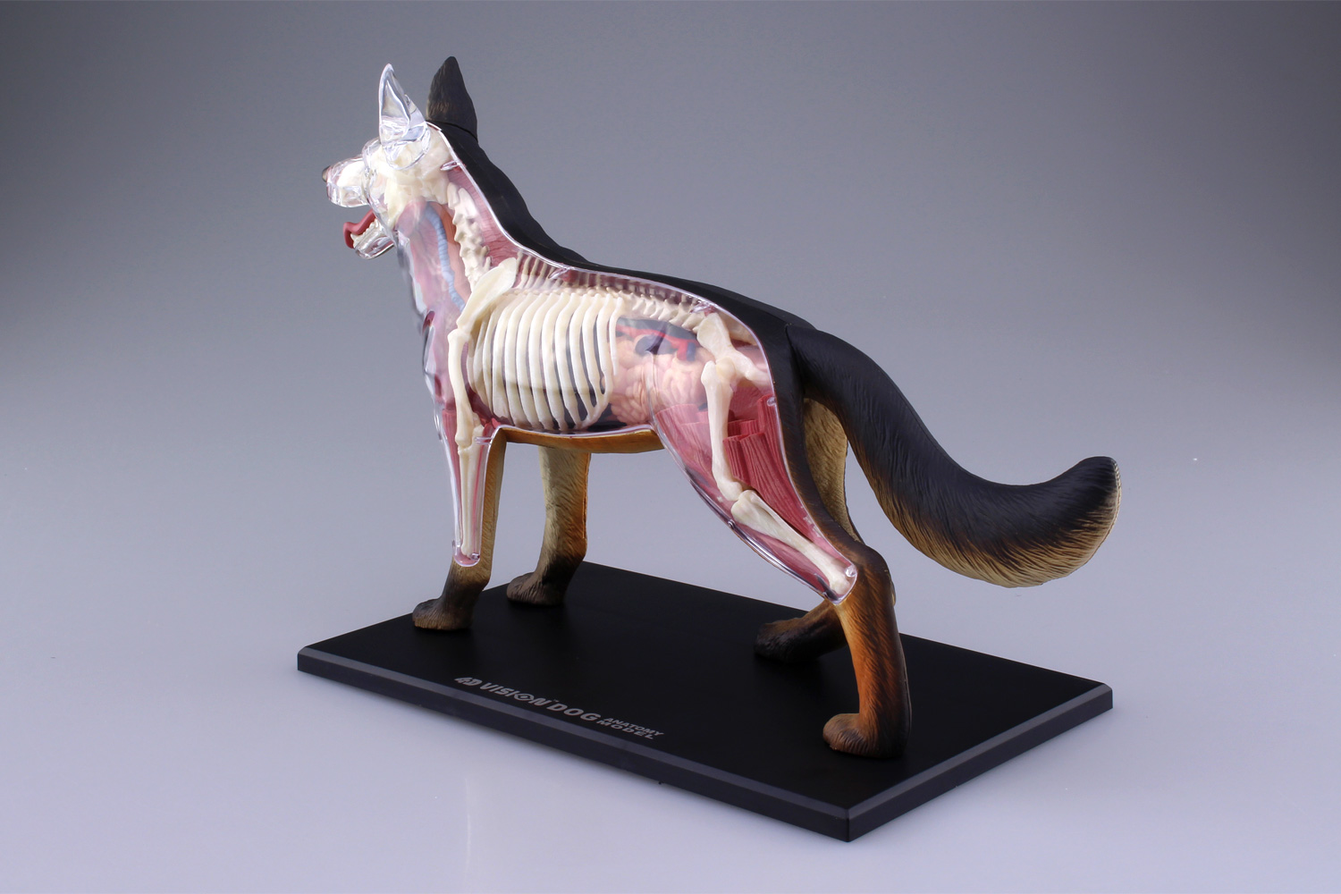 puzzle 4D VISION animal anatomy No.18 dog Anatomy Model Japan 