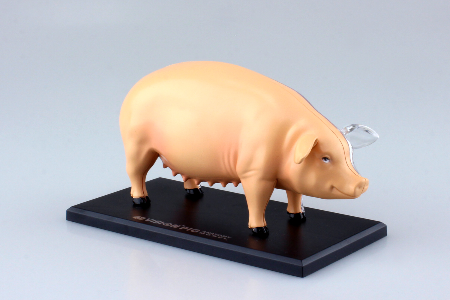 4D VISION 動物解剖モデル 豚解剖モデル｜株式会社 青島文化教材社