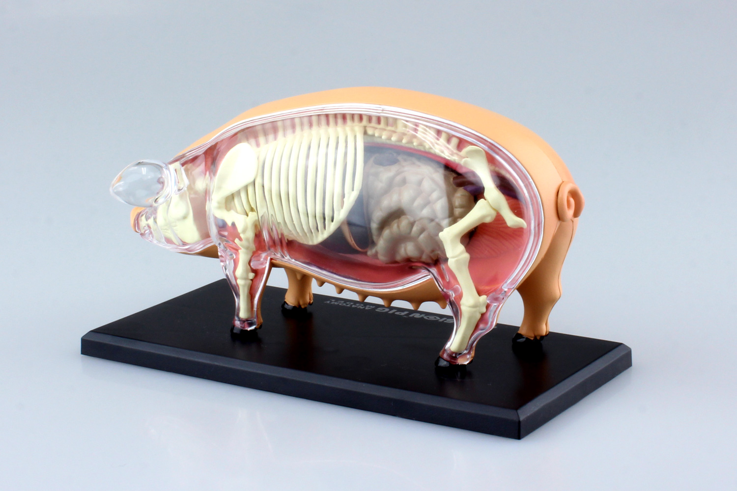 4D VISION PIG 「新品」豚　解剖学模型