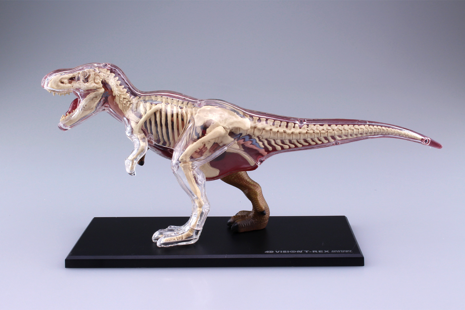 4D VISION 動物解剖モデル T-REX解剖モデル｜株式会社 青島文化教材社