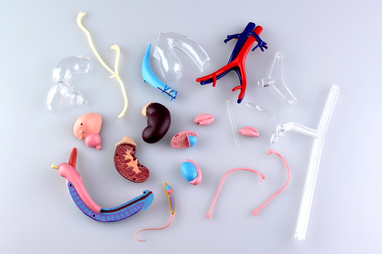 ☆美品立体パズル 4D VISION 人体解剖 No.16 雄性生殖器解剖モデル 