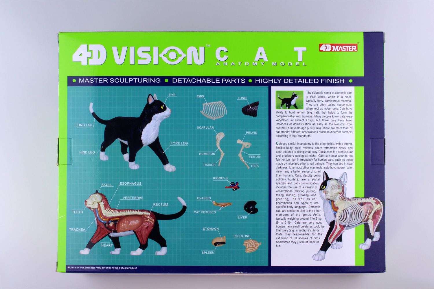 4D VISION 動物解剖モデル 猫解剖モデル 黒/白｜株式会社 青島文化教材社